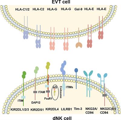 Decidual Natural Killer Cells: A Good Nanny at the Maternal-Fetal Interface During Early Pregnancy